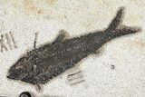 Wide Fossil Fish (Knightia) Clock - Wyoming #132876-1